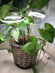 Angel Halo Ring Grow Light - Plantasiathemarket