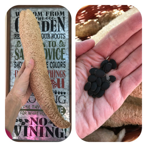 Luffa Seeds - Plantasiathemarket