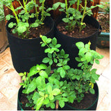 Potato Grow Bag - Plantasiathemarket