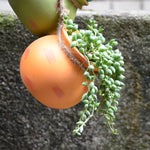 Succulent Ceramic Hanging Pots - Plantasiathemarket