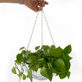 Disco Ball Hanging Planter - Plantasiathemarket