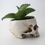 Skull Planter - Plantasiathemarket